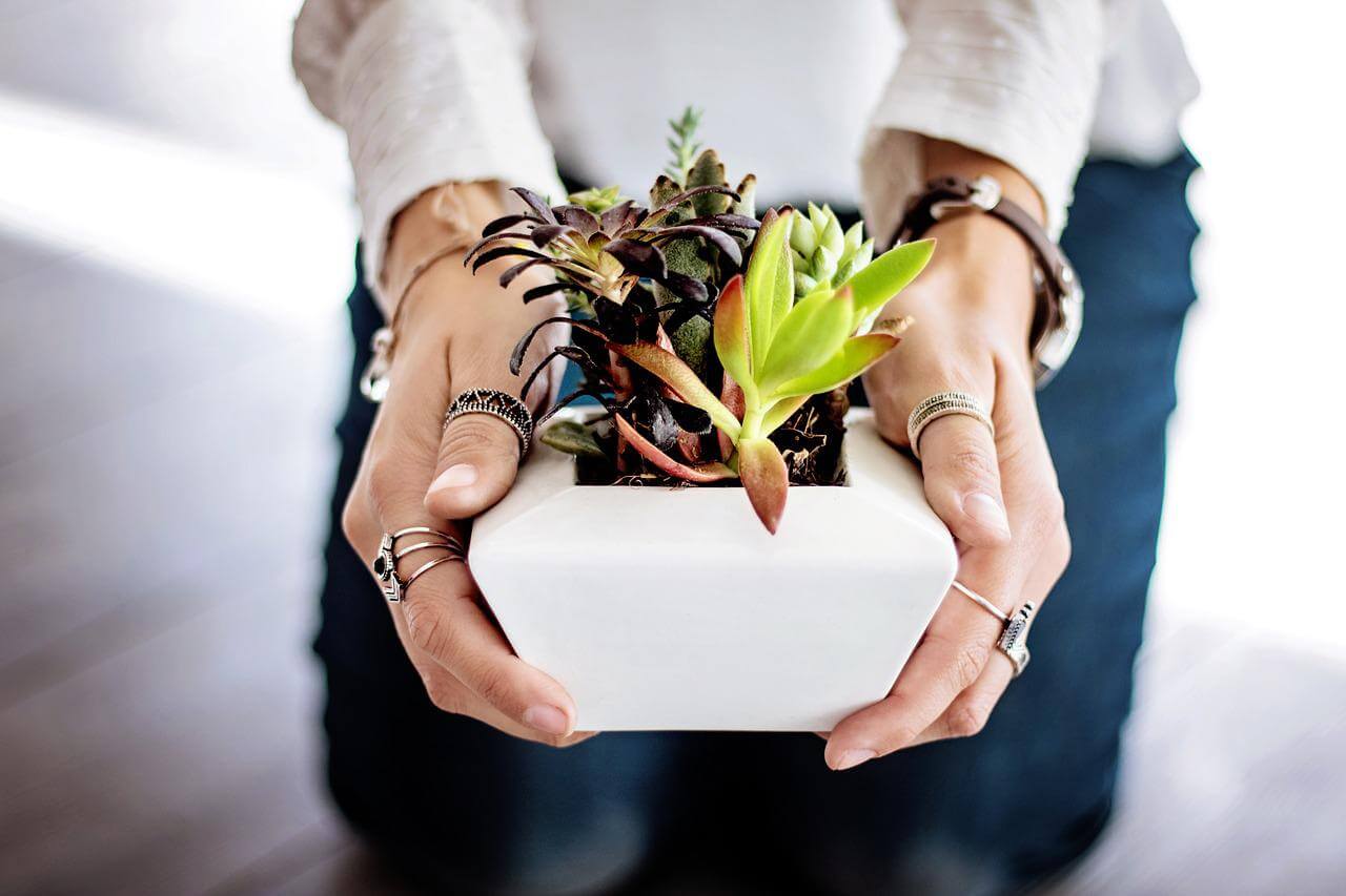 holding succulent pot