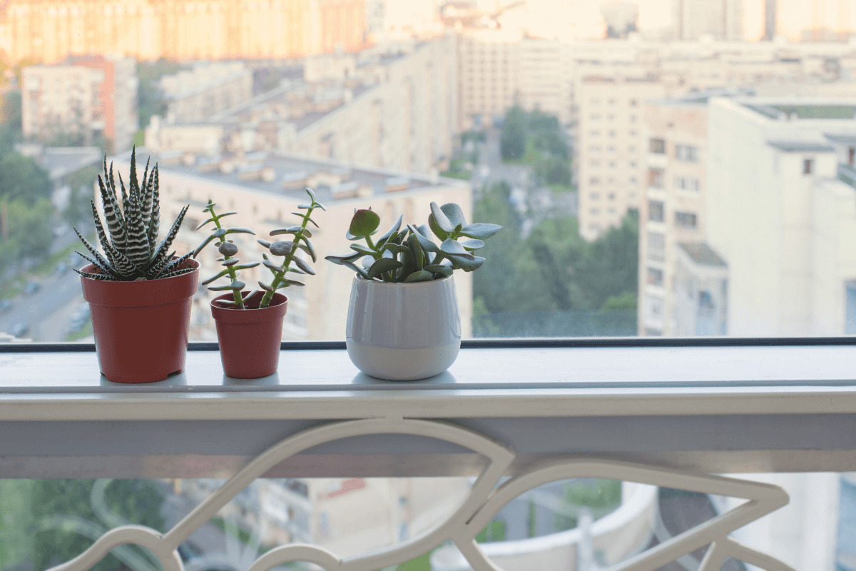 succulents on a window sill