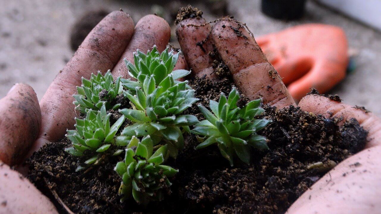 tiny little succulents