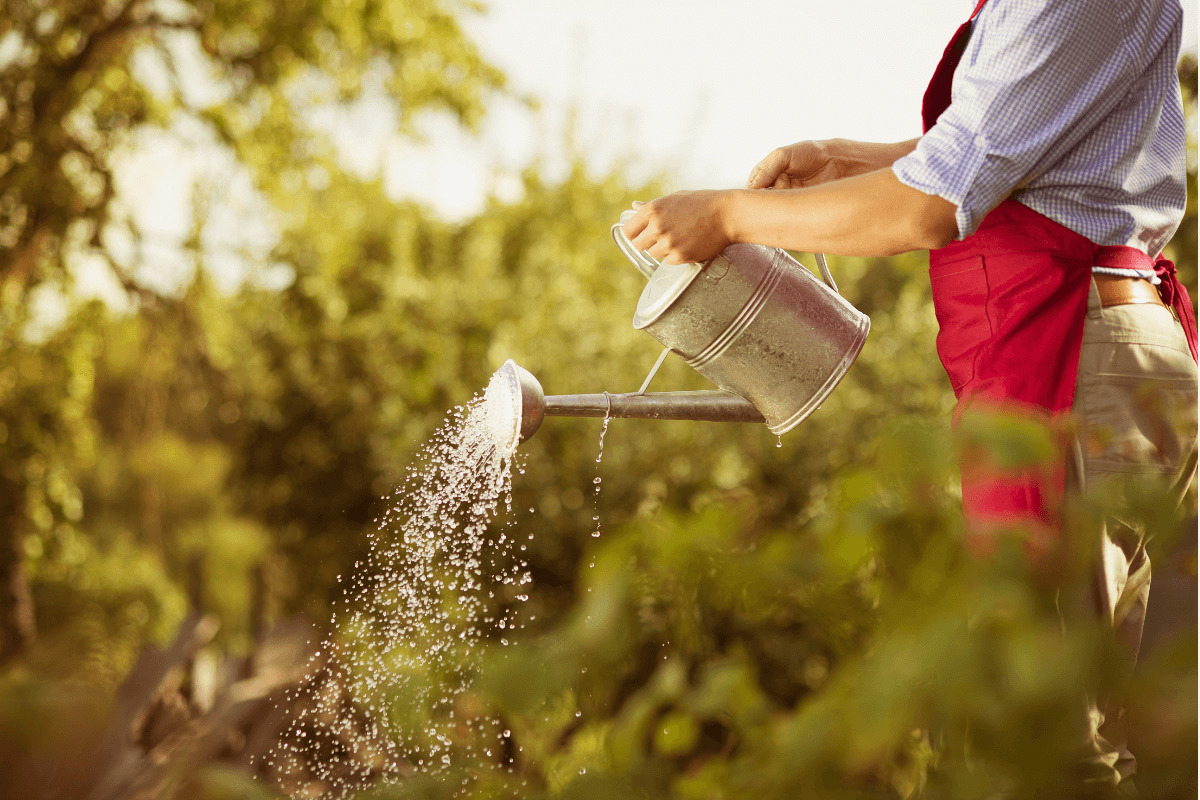 watering plants