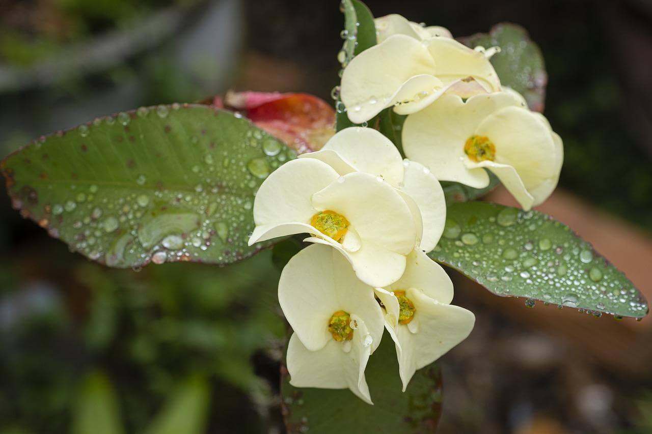 white crown of thorns