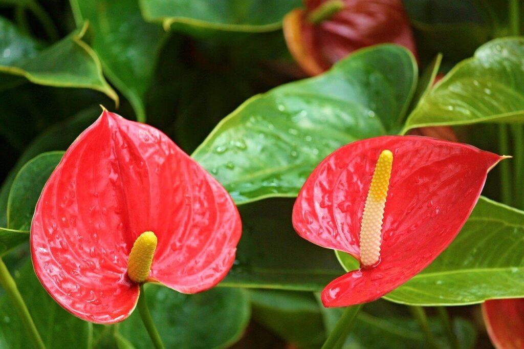 anthuriums