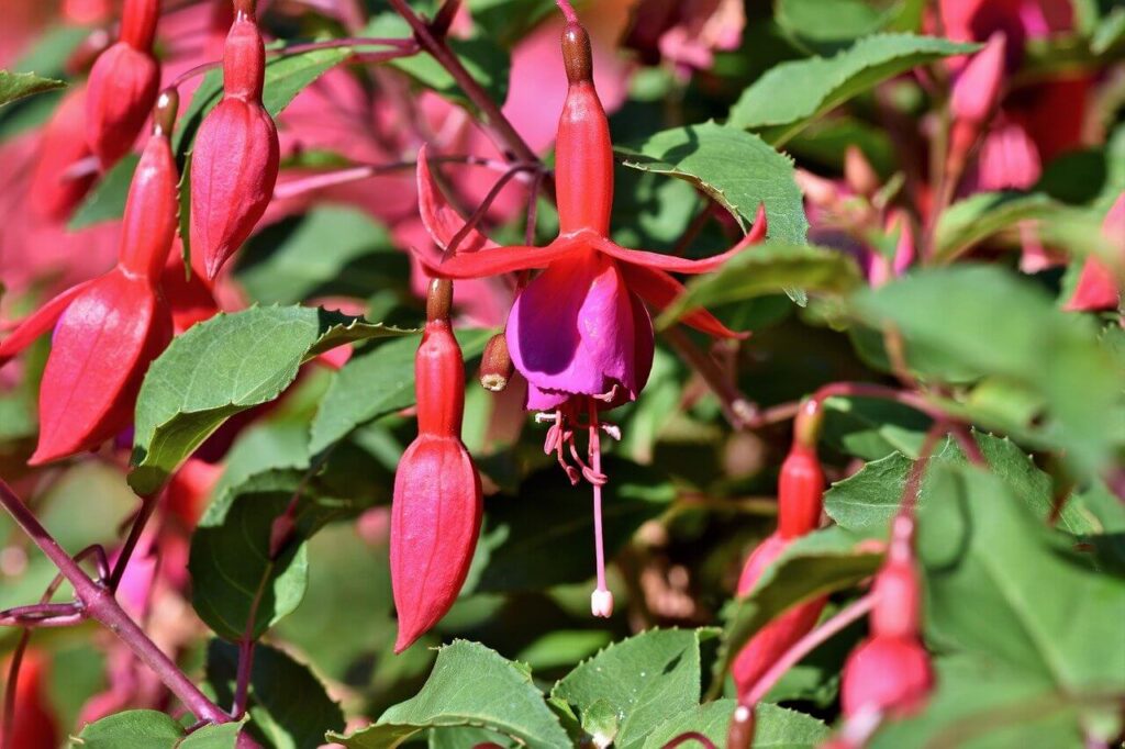 beautiful fuchsias