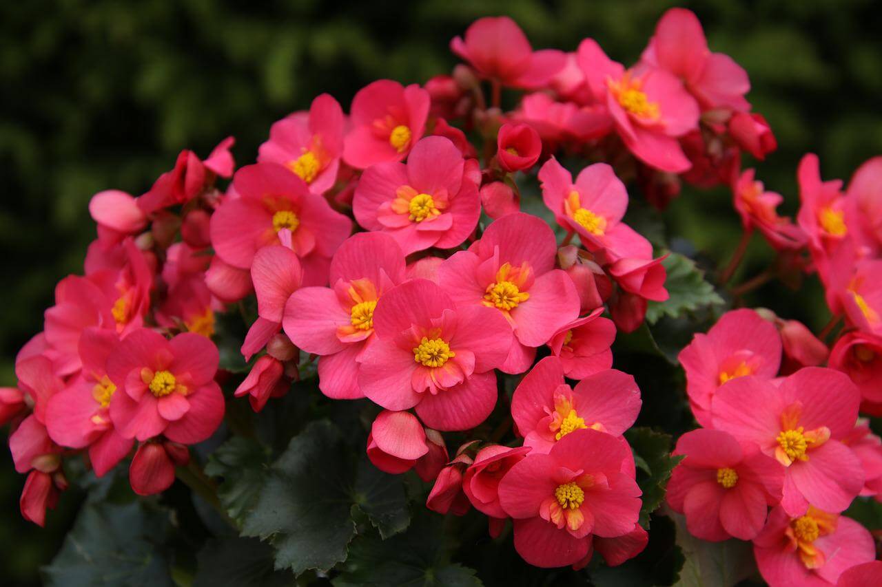 begonias