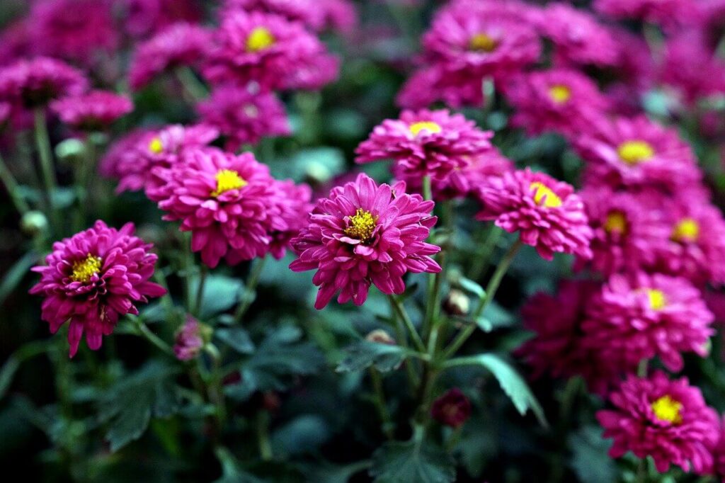 chrysanthemums