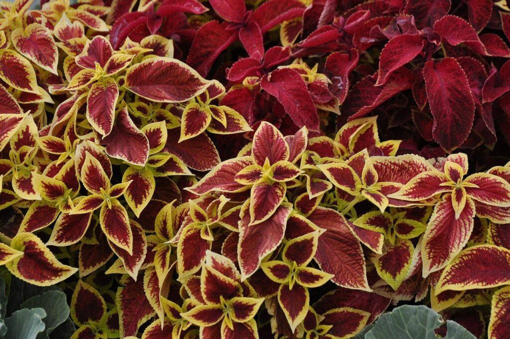 coleus