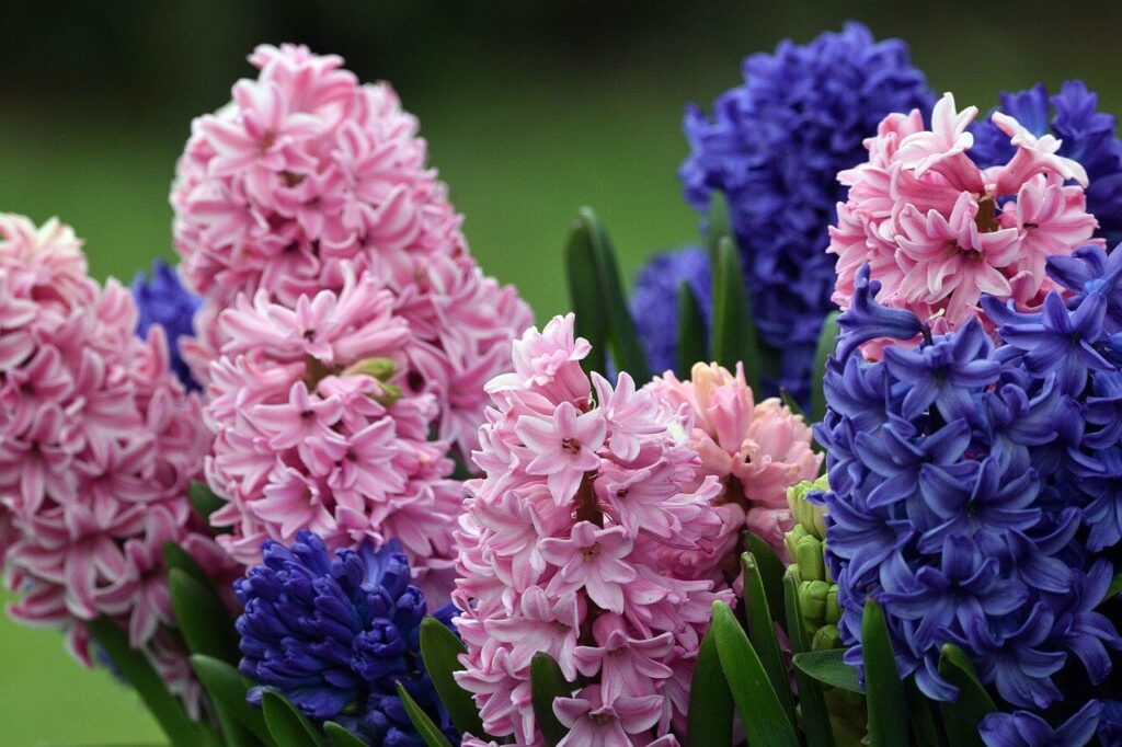 hyacinth