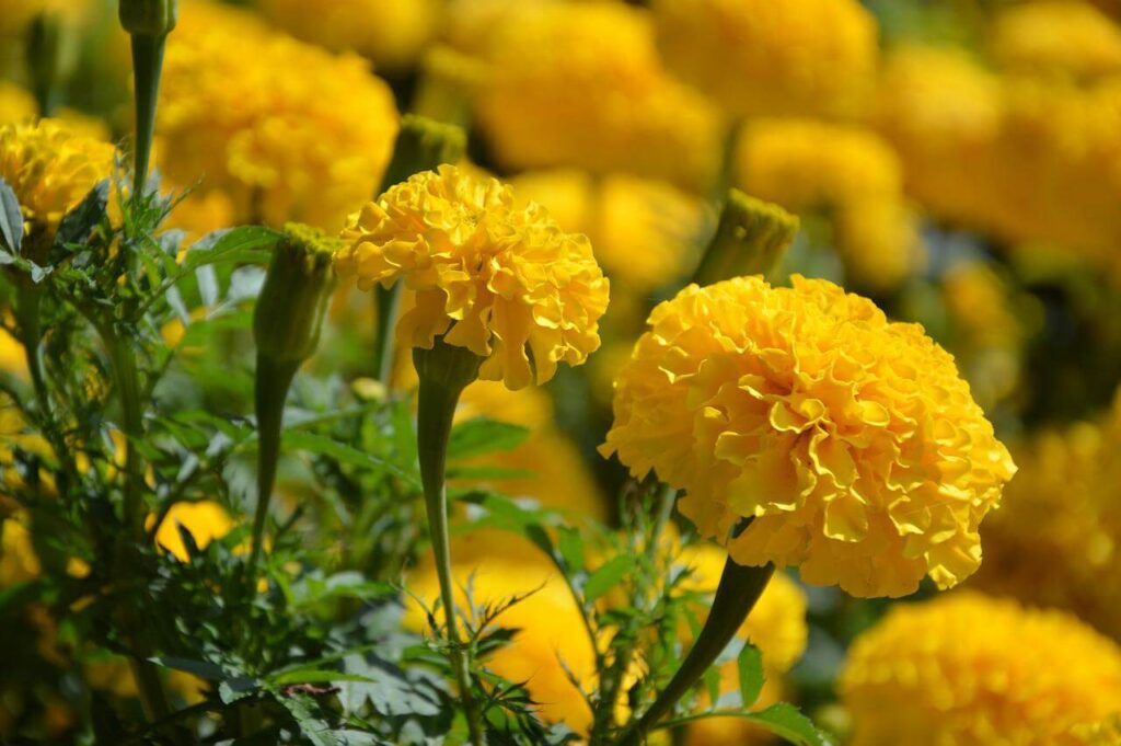 marigolds