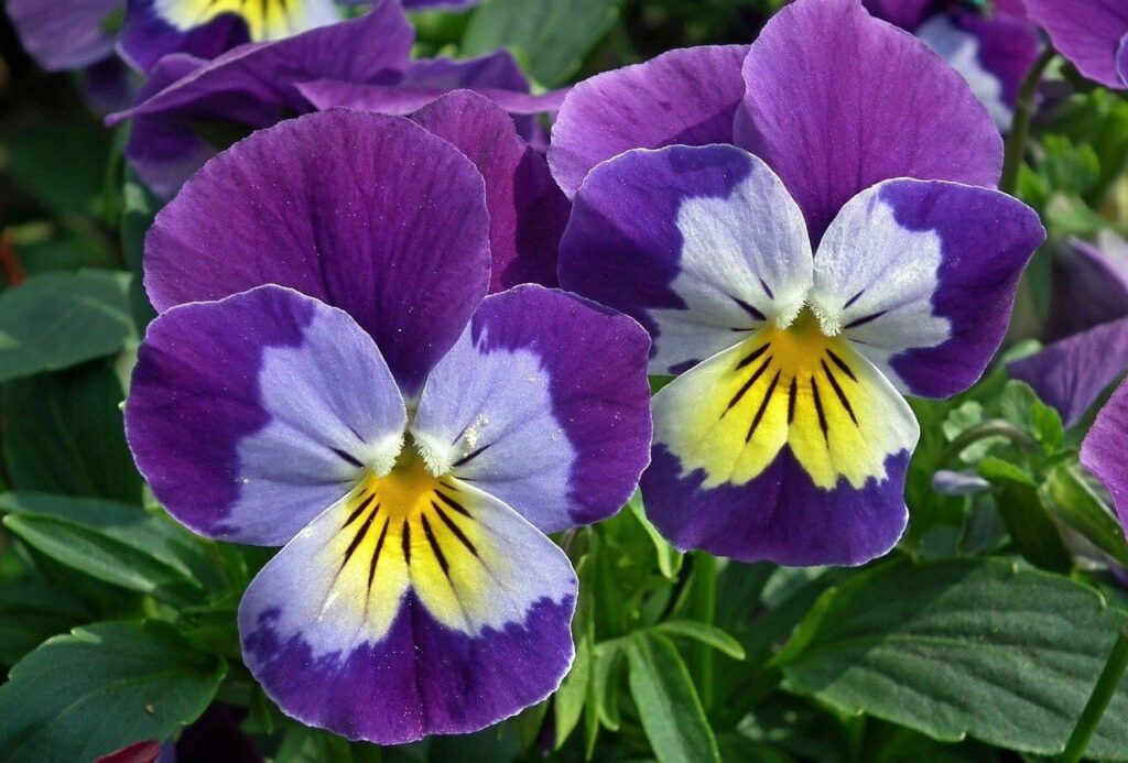 pansies purple flowers