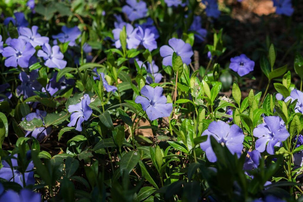 periwinkle flowers