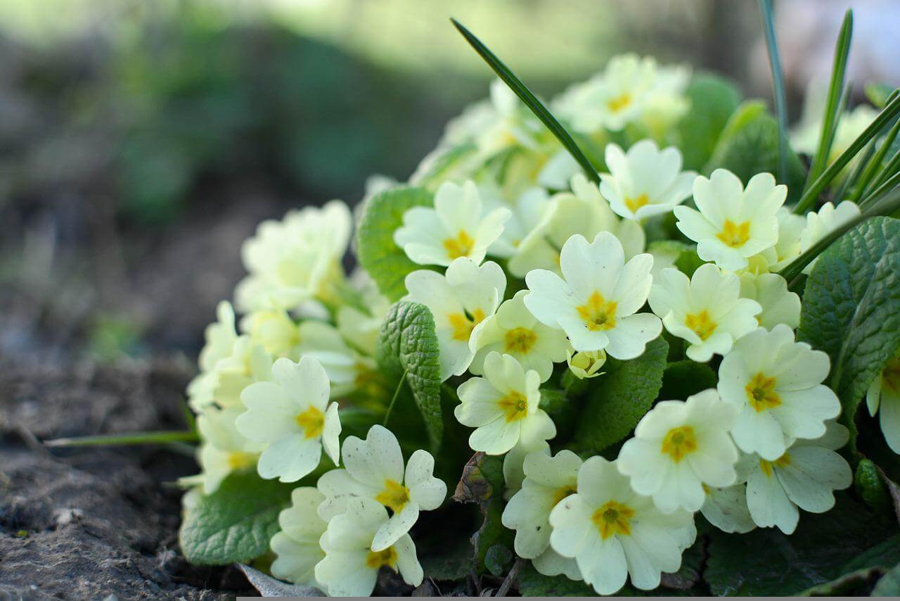 primroses