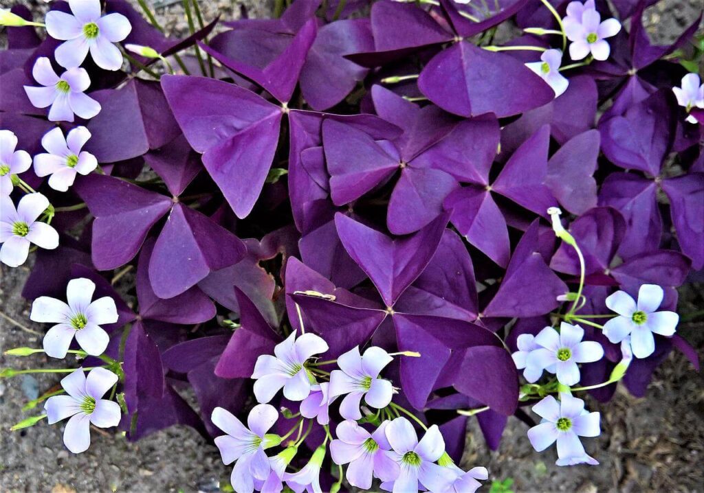 purple shamrock flowers