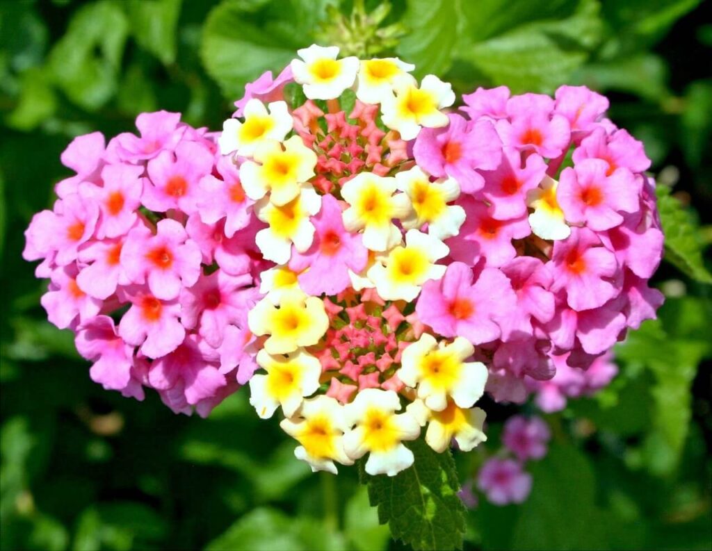 red and yellow lantana