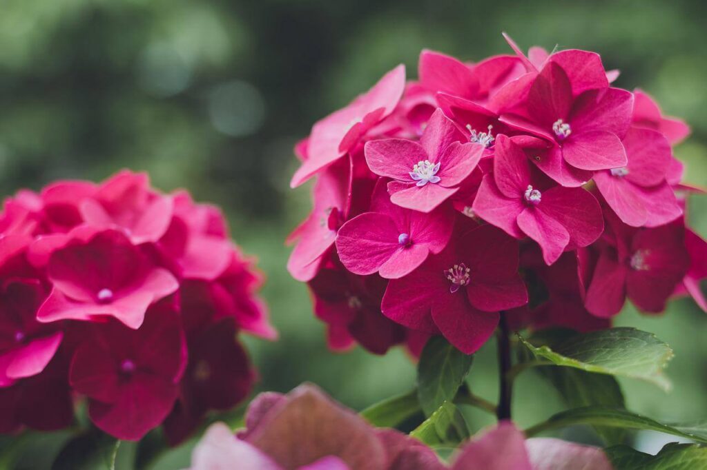 red hydrangeas