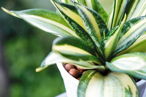 a snake plant