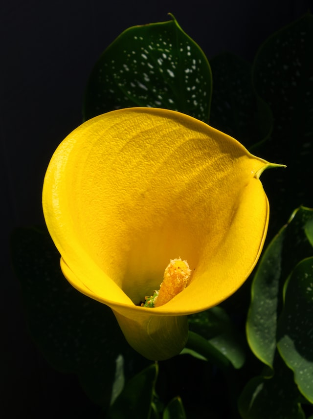 calla lily gold