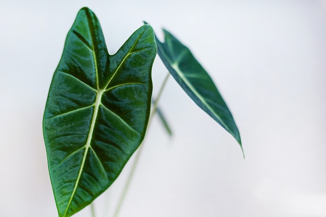 alocasia toxic poisonous houseplant