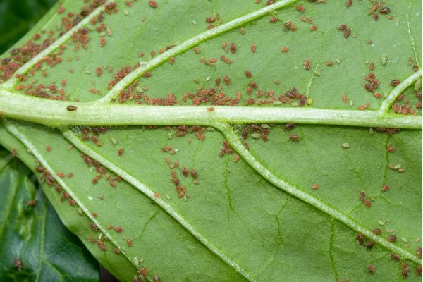 aphids