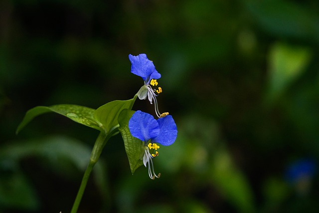 asiatic dayflower