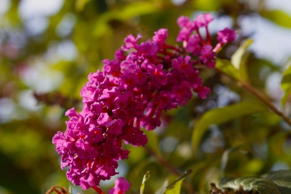 beautiful butterfly bush