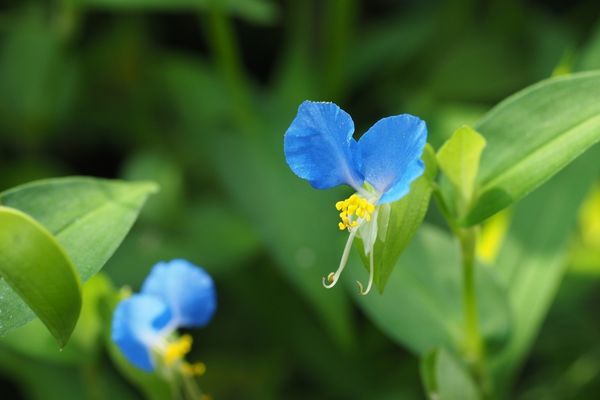 beautiful dayflowers