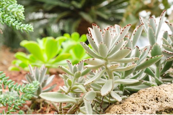 panda plants