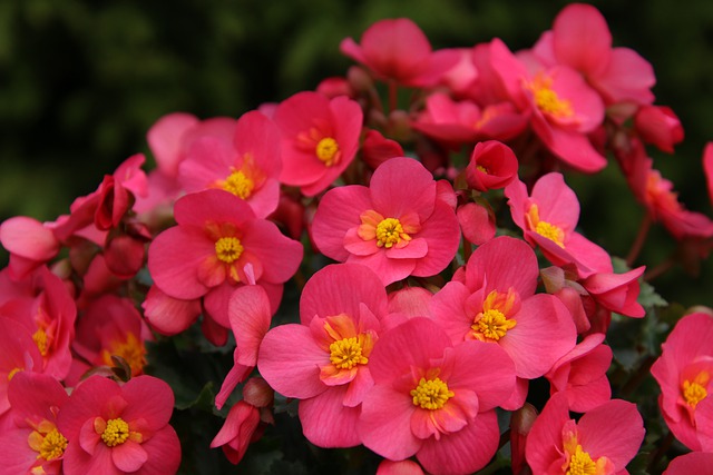 begonias toxic poisonous household pets