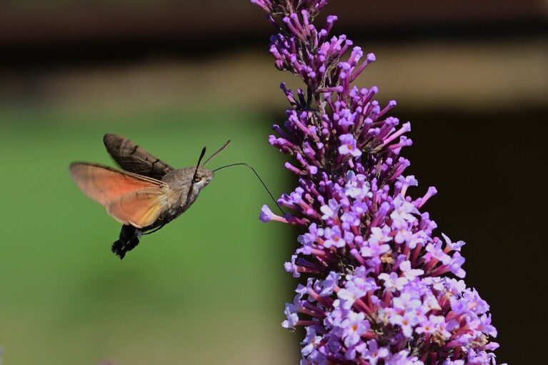 Butterfly Bush Care A Brief Guide TopBackyards