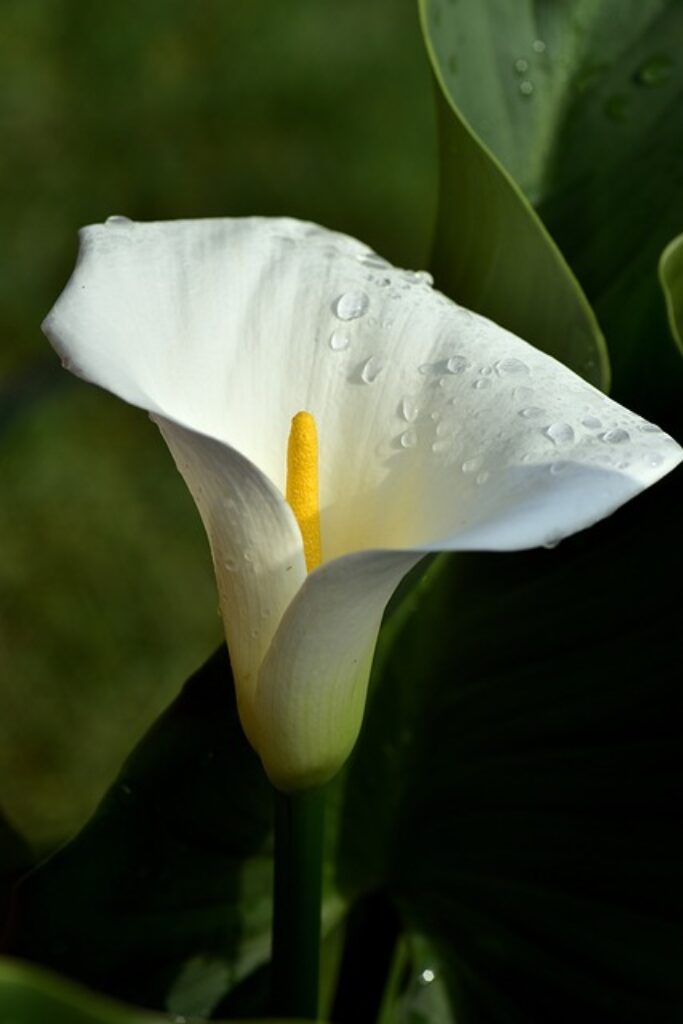Peace Lily vs. Calla Lily What's the Difference? TopBackyards
