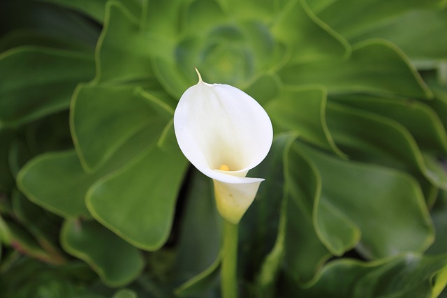 calla lily