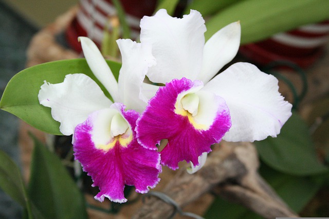 cattleya orchid