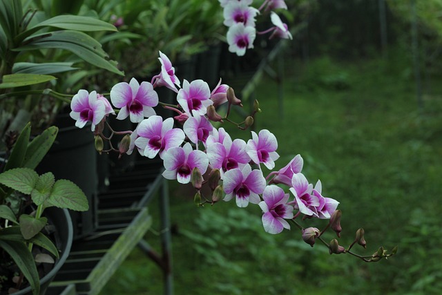 dendrobium orchid