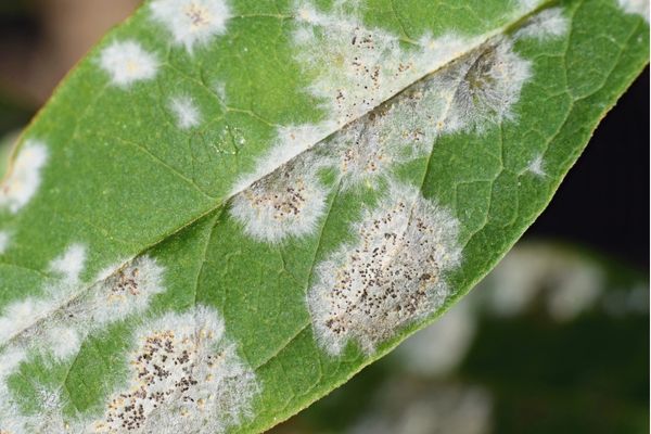 downy mildew