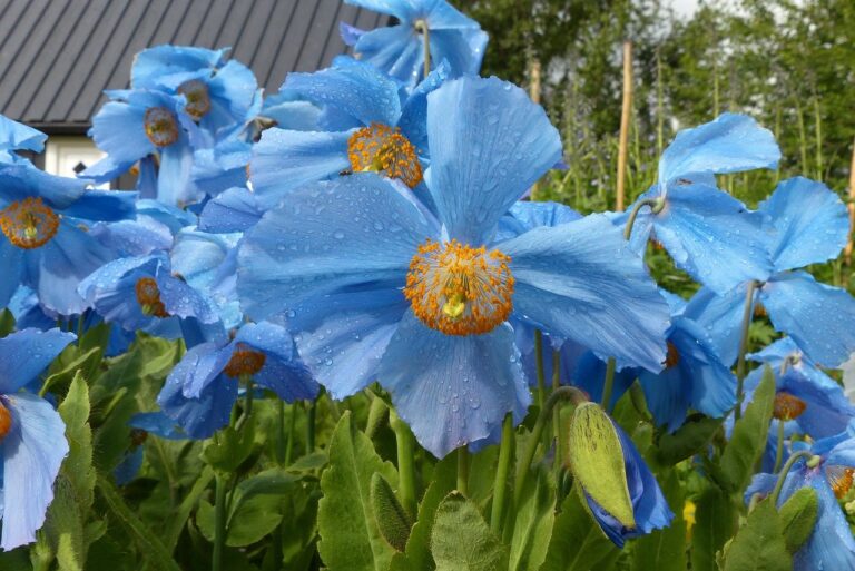 How to Grow Blue Himalayan Poppies A Detailed Guide TopBackyards
