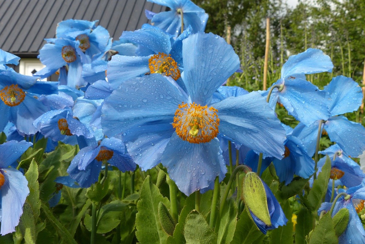 himalayan blue poppies guide