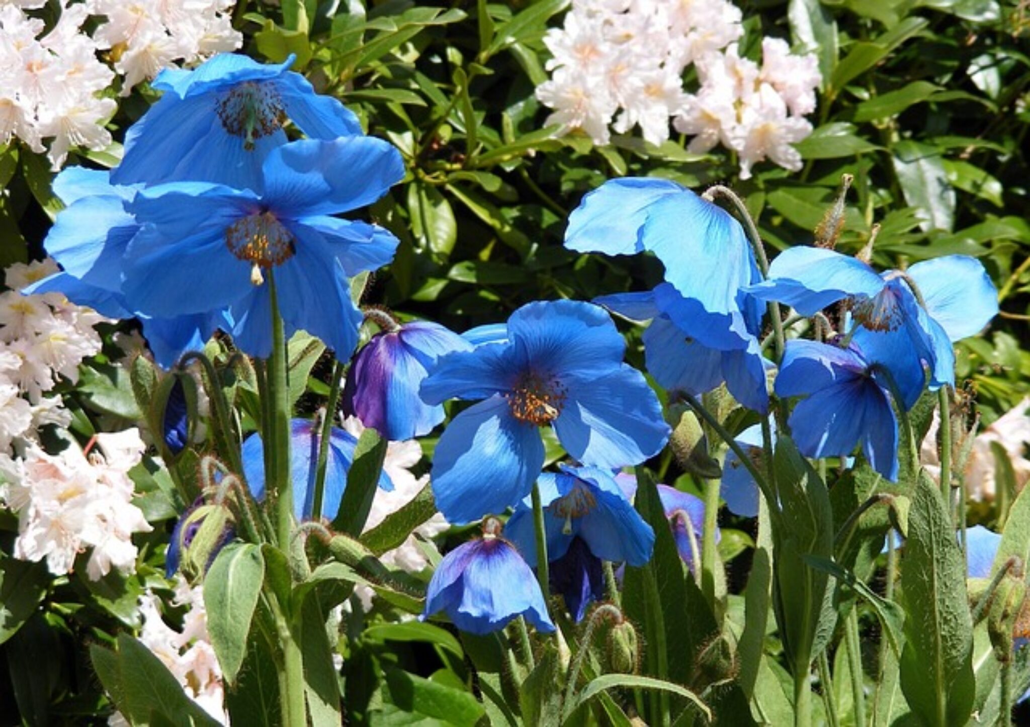 How to Grow Blue Himalayan Poppies A Detailed Guide TopBackyards