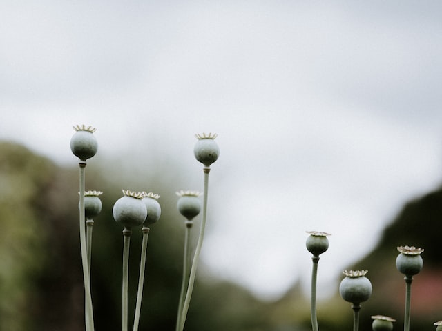 blue poppies