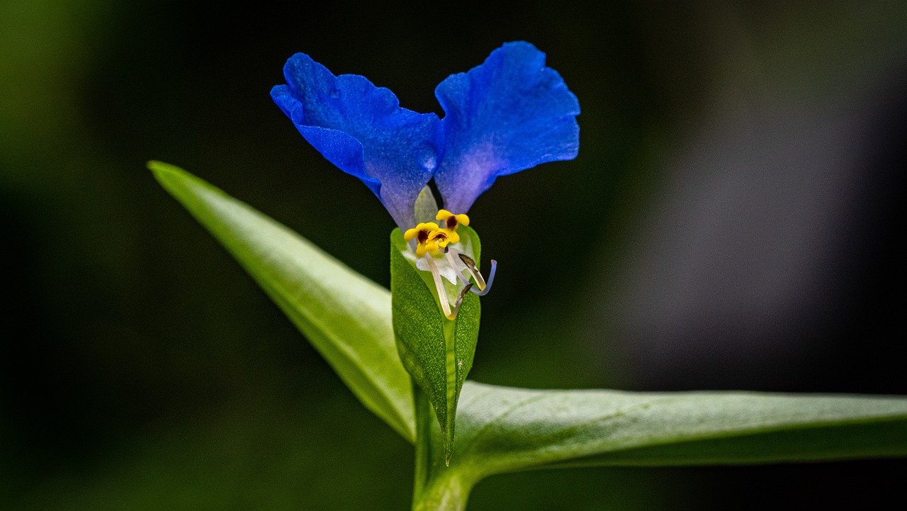 asiatic dayflower