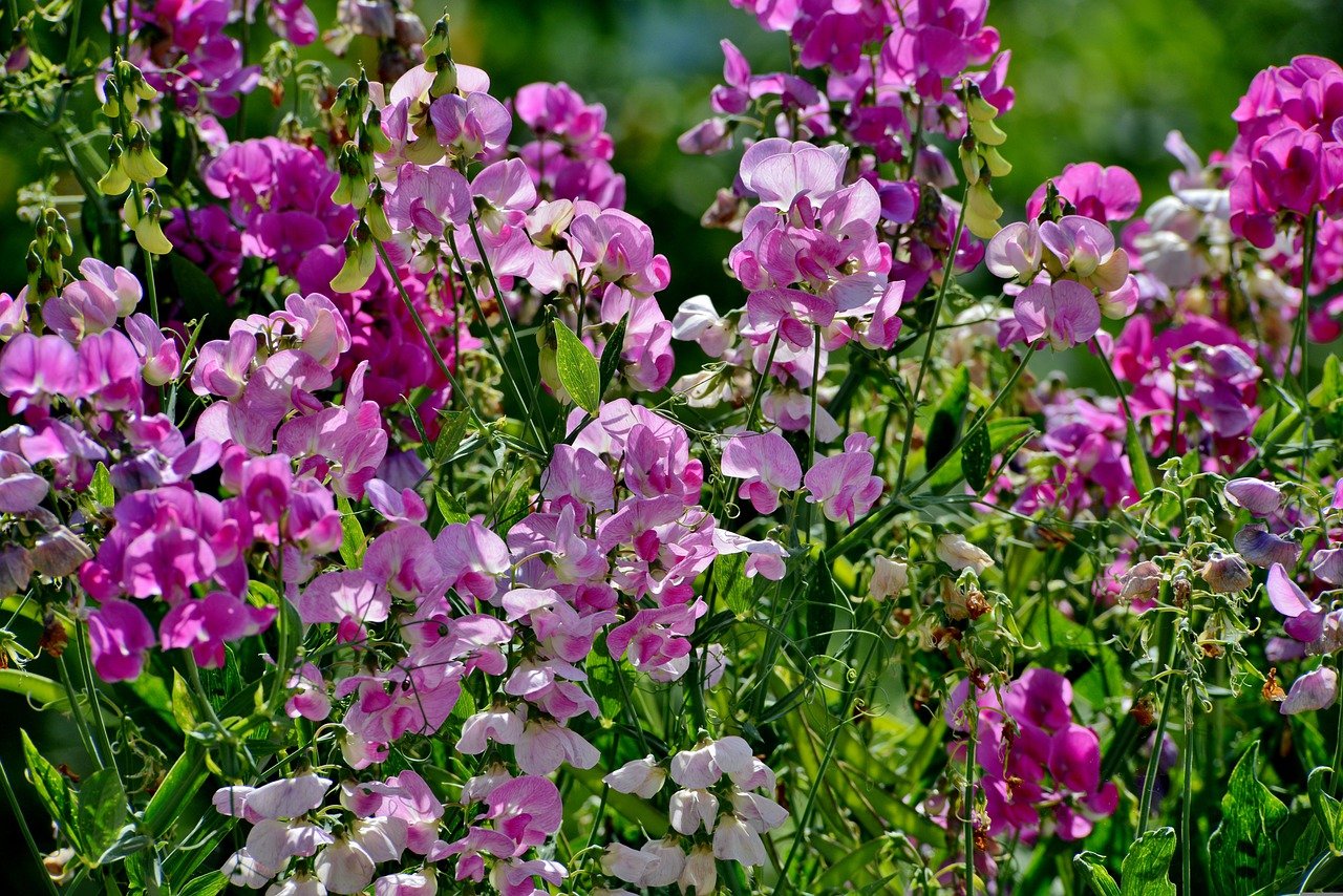 sweet peas