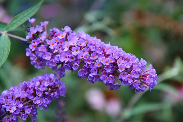 lilac butterfly bush