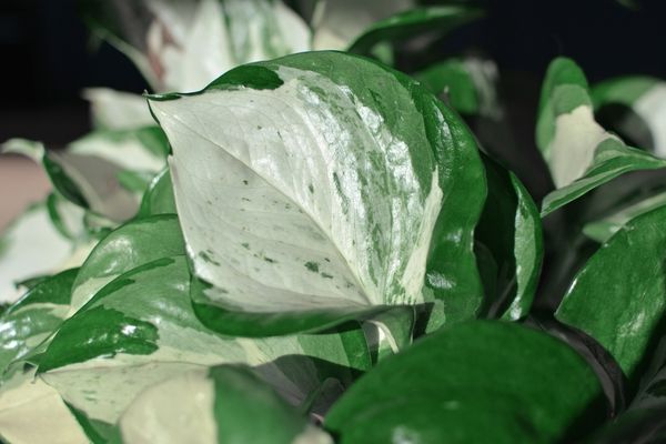 manjula pothos