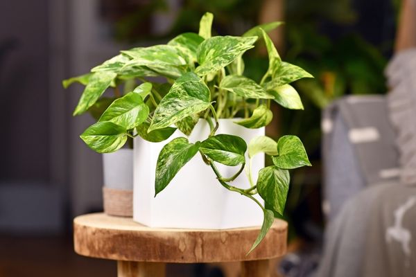 marble jade pothos