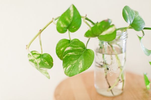 neon pothos