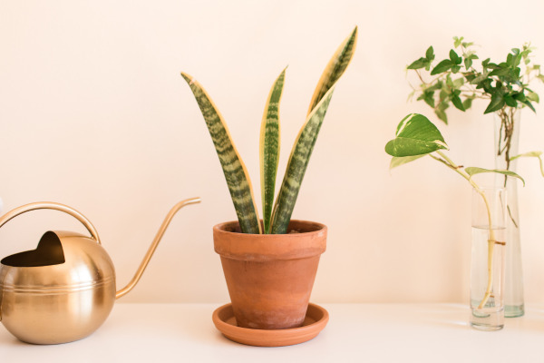 a nice snake plant