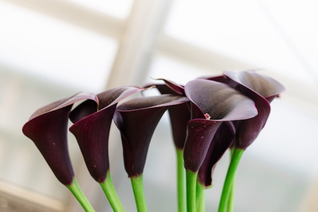 Peace Lily vs. Calla Lily What's the Difference? TopBackyards