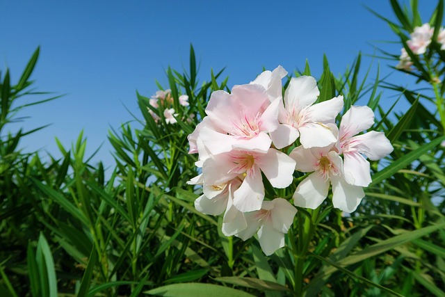 oleander