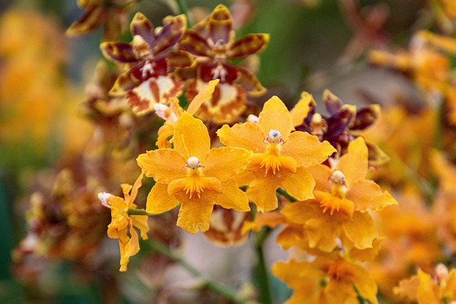 oncidium orchid