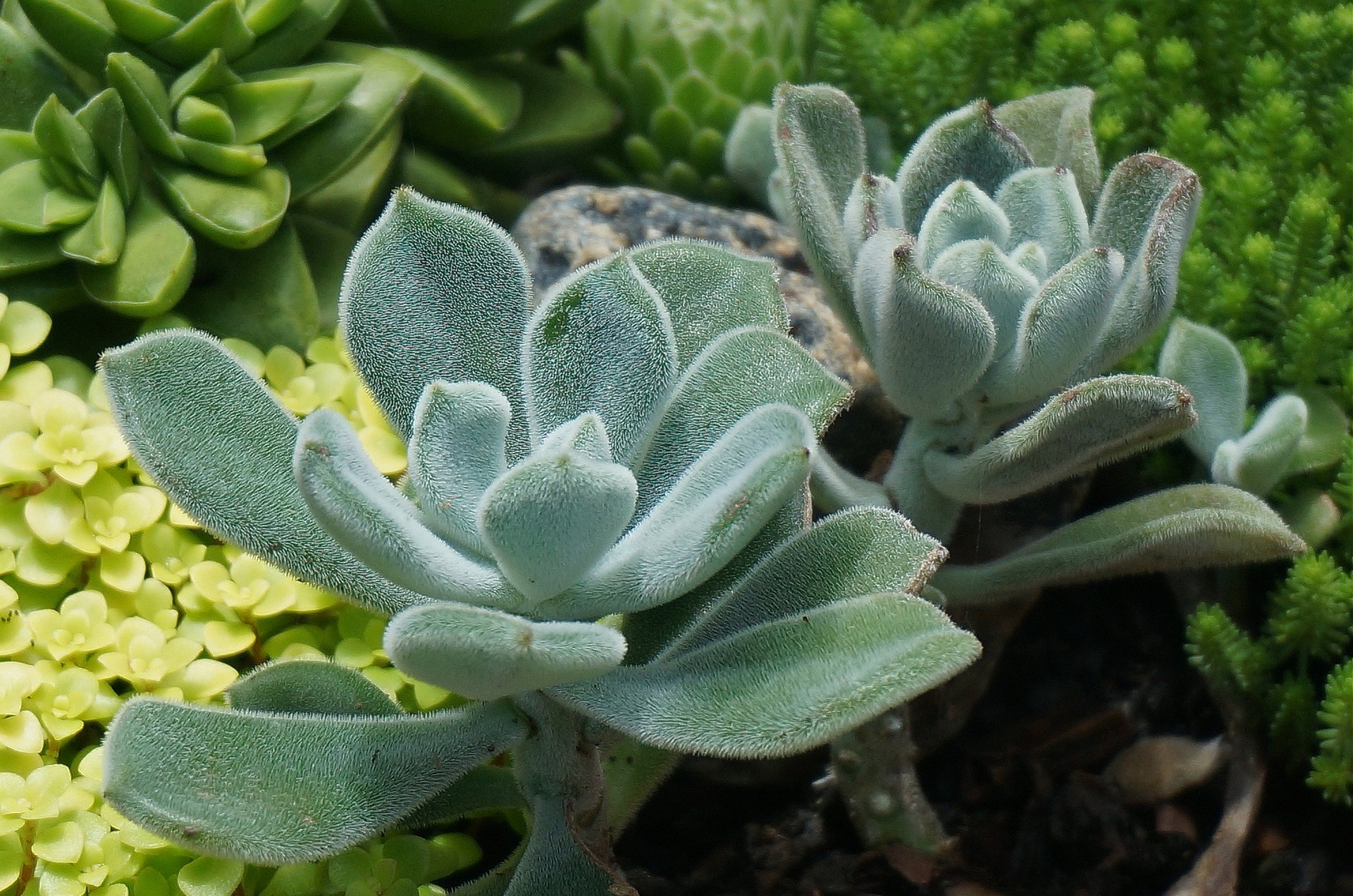 some panda plants