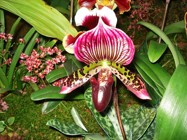 paphiopedilum orchid