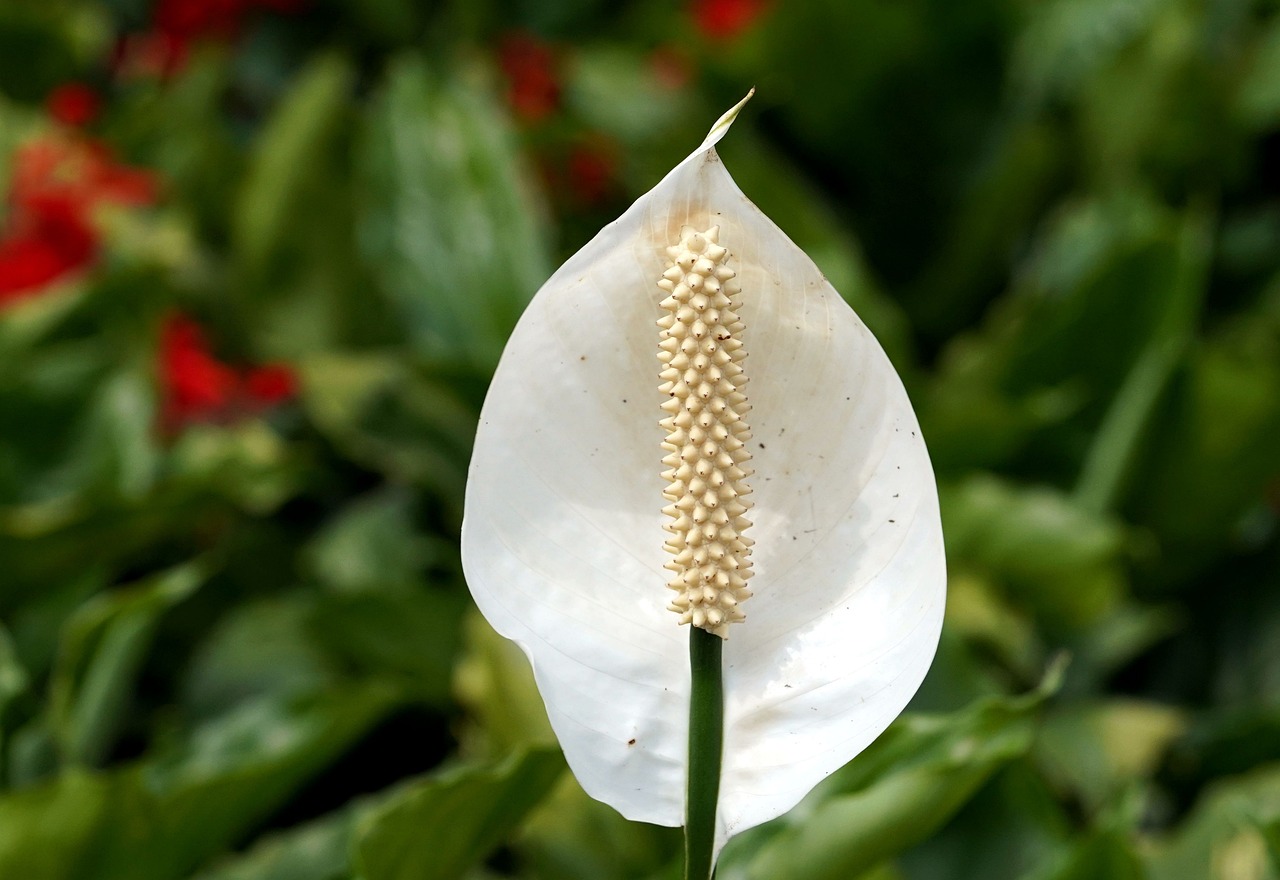 peace lily problems and solutions